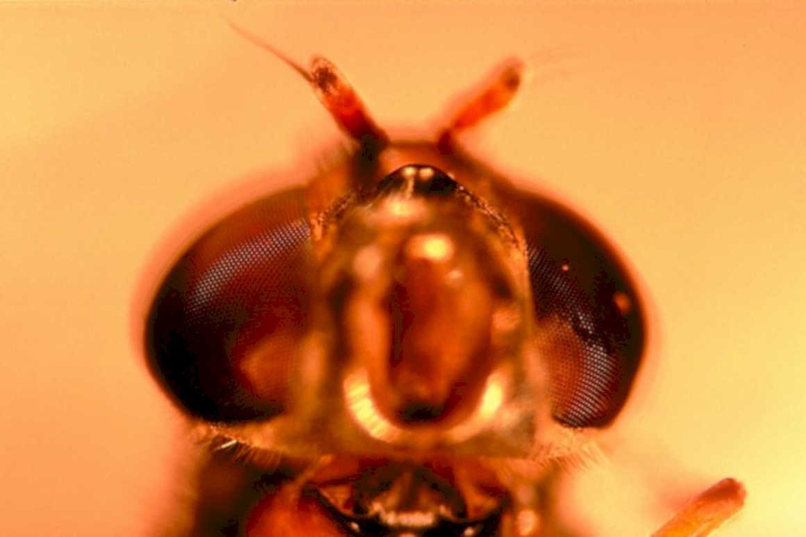 fly eyes antennas1980s 1990s A4 Photo Print