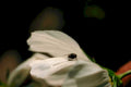 fly flower cosmos1980s 1990s A4 Photo Print