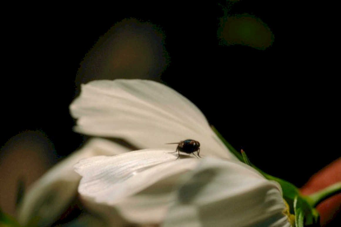 fly flower cosmos1980s 1990s A4 Photo Print