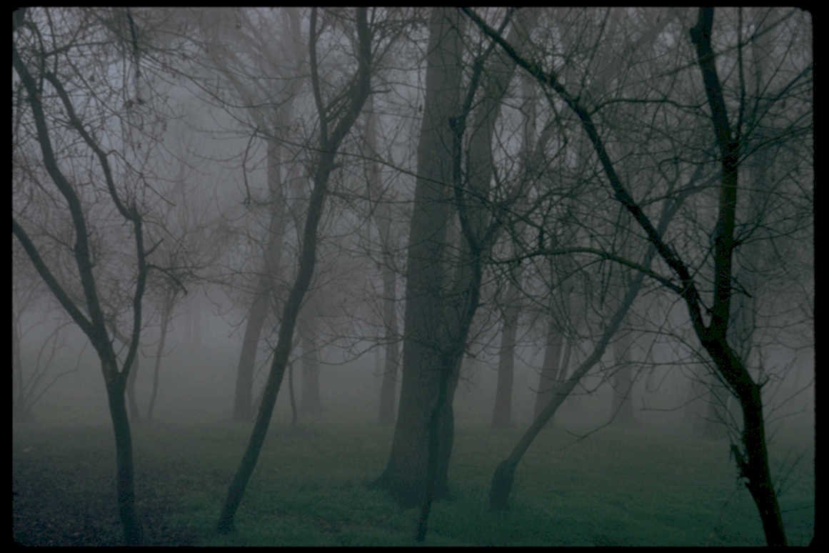 foggy forest trees1980s 1990s A4 Photo Print