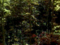 forest autumn light1980s 1990s A4 Photo Print
