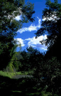 forest blue sky 1980s 1990s A4 Photo Print