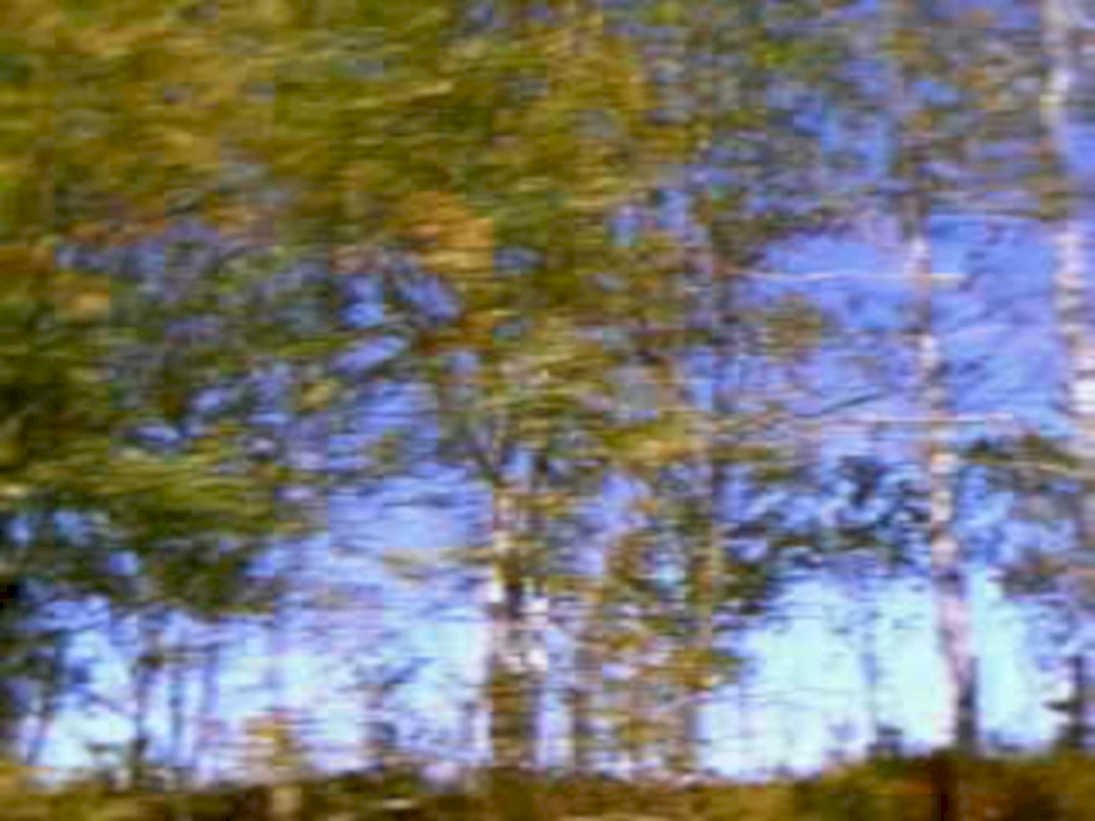 forest blur bluesky1980s 1990s A4 Photo Print