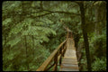 forest boardwalk bridge1980s 1990s A4 Photo Print
