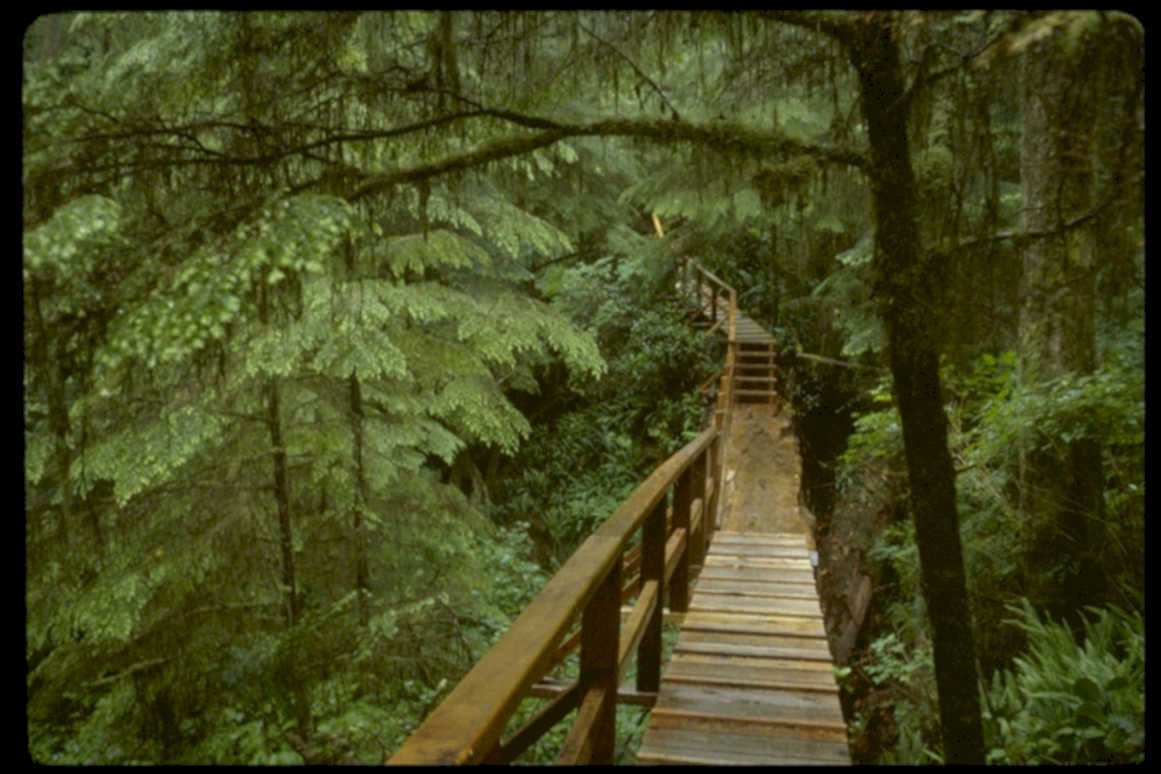 forest boardwalk bridge1980s 1990s A4 Photo Print