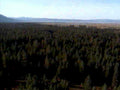 forest canopy mountains1980s 1990s A4 Photo Print