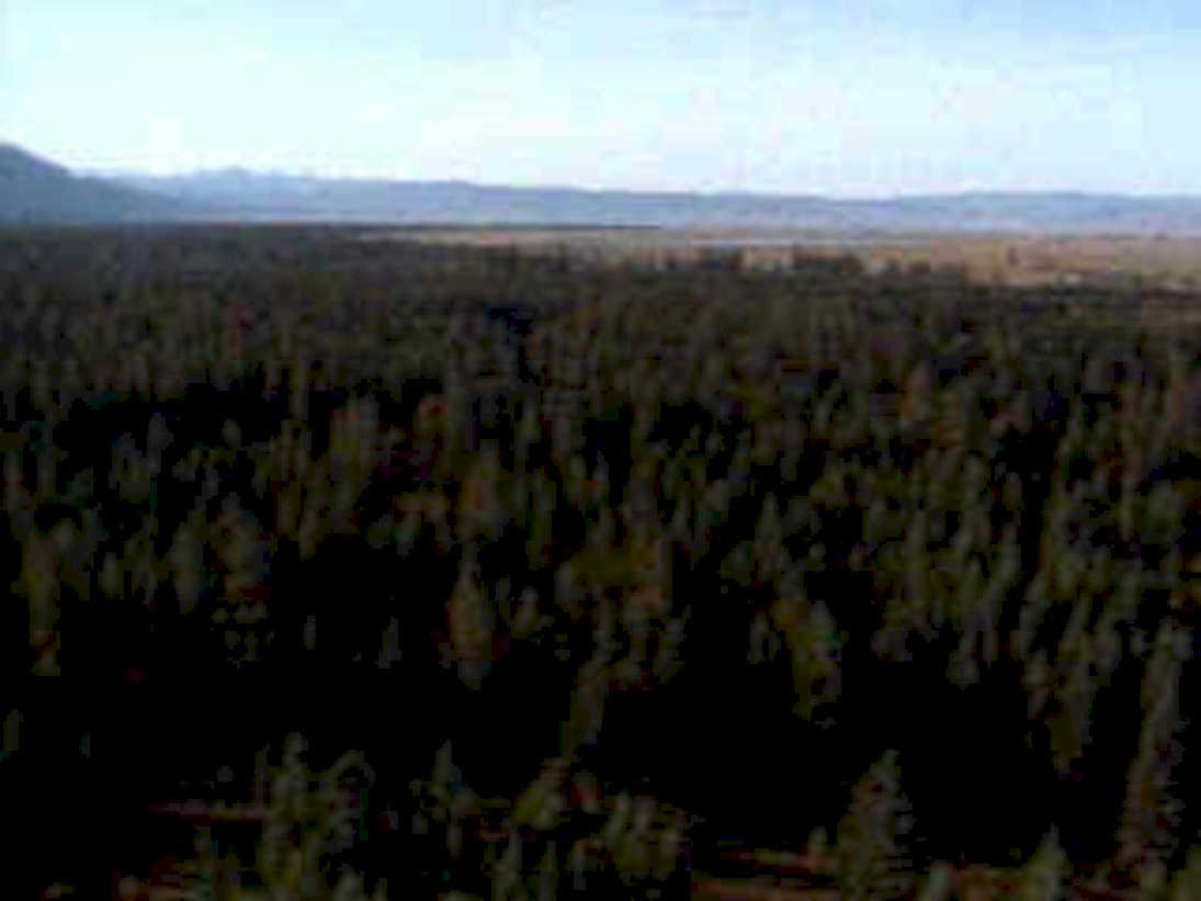 forest canopy mountains1980s 1990s A4 Photo Print