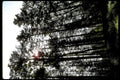 forest canopy sunbeam1980s 1990s A4 Photo Print