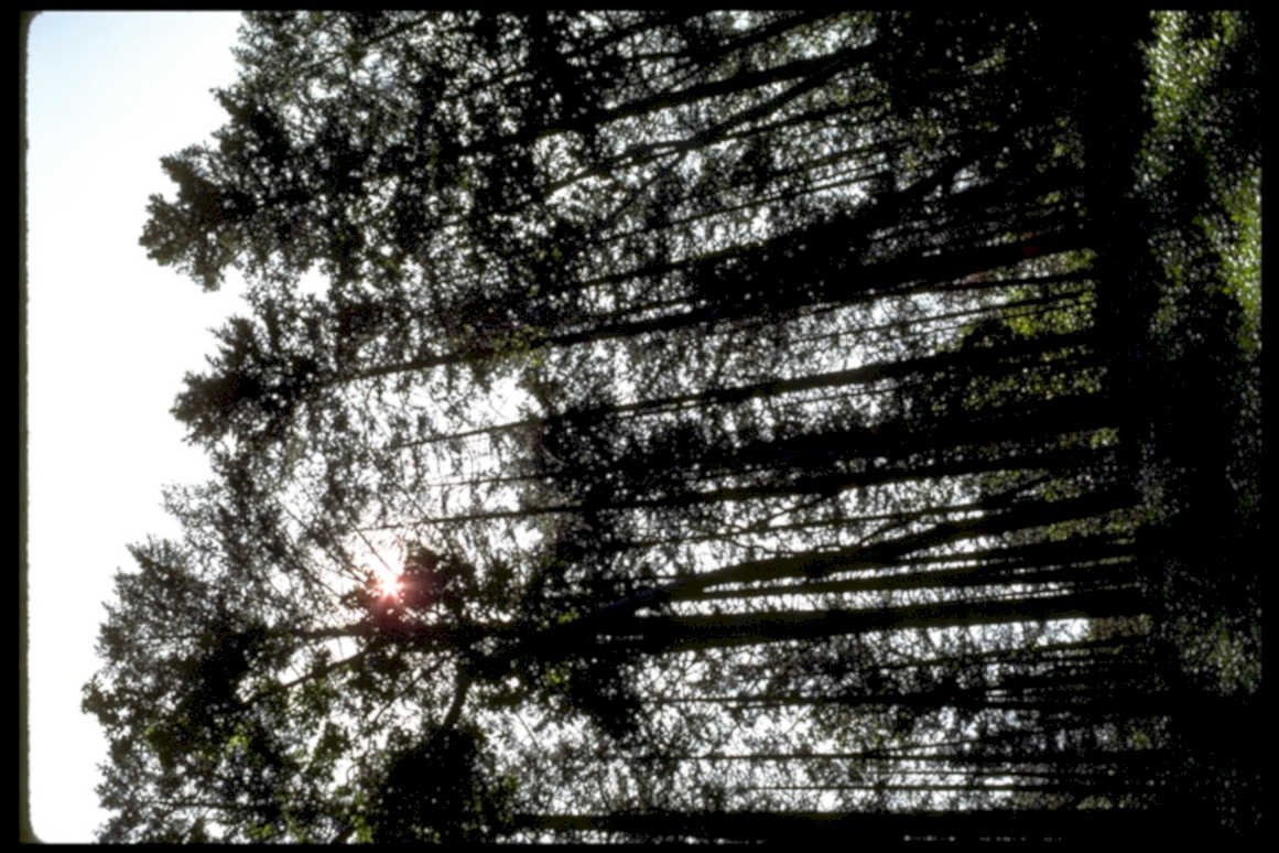 forest canopy sunbeam1980s 1990s A4 Photo Print