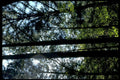 forest canopy sunlight1980s 1990s A4 Photo Print