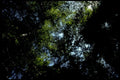 forest canopy trees1980s 1990s A4 Photo Print