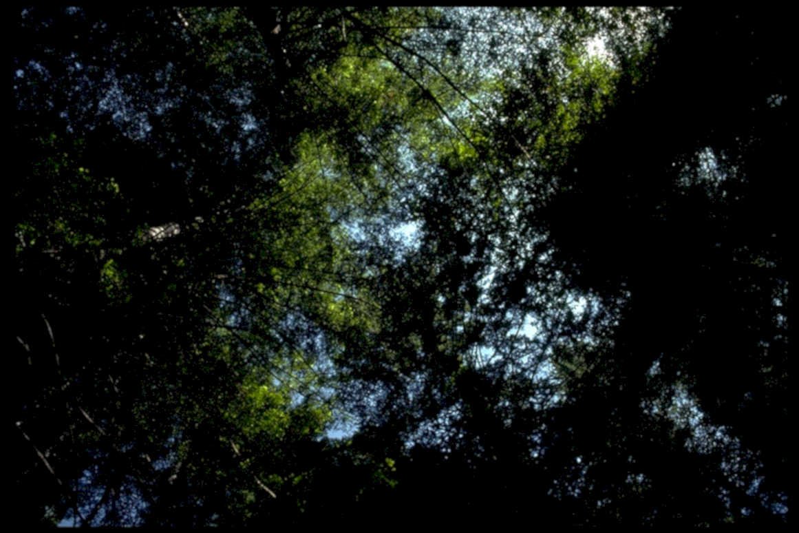 forest canopy trees1980s 1990s A4 Photo Print