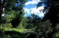 forest creek scene 1980s 1990s A4 Photo Print