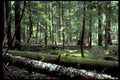 forest evergreen log1980s 1990s A4 Photo Print