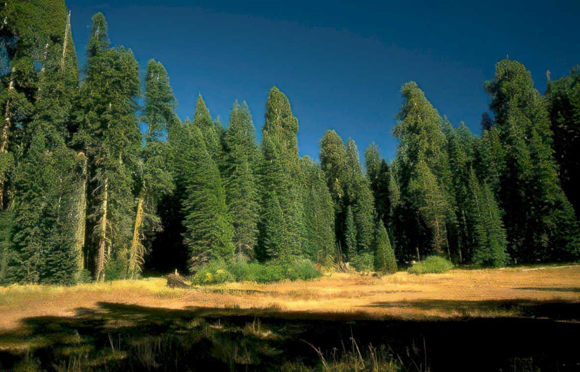 forest evergreen mountains Vintage A4 Photo Print