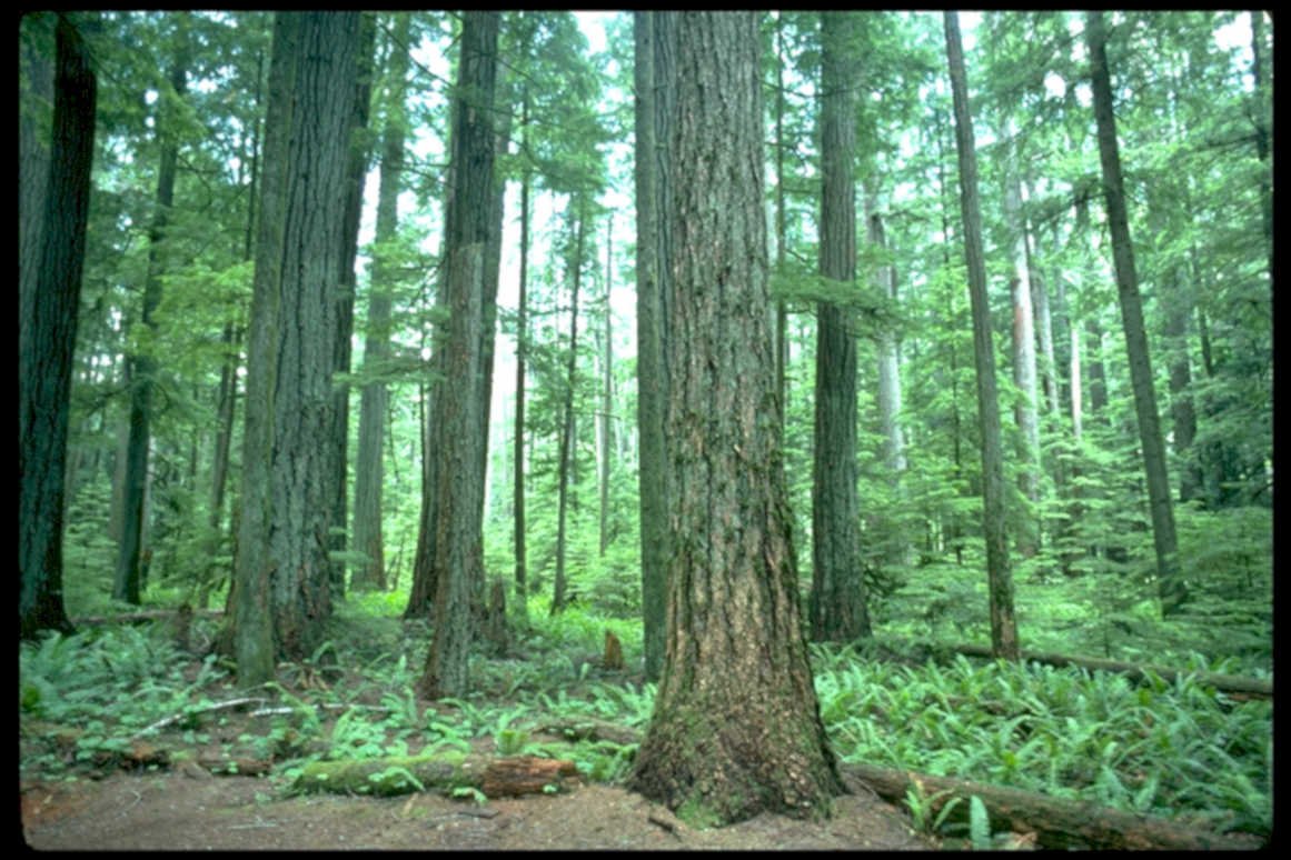 forest evergreen trees1980s 1990s A4 Photo Print