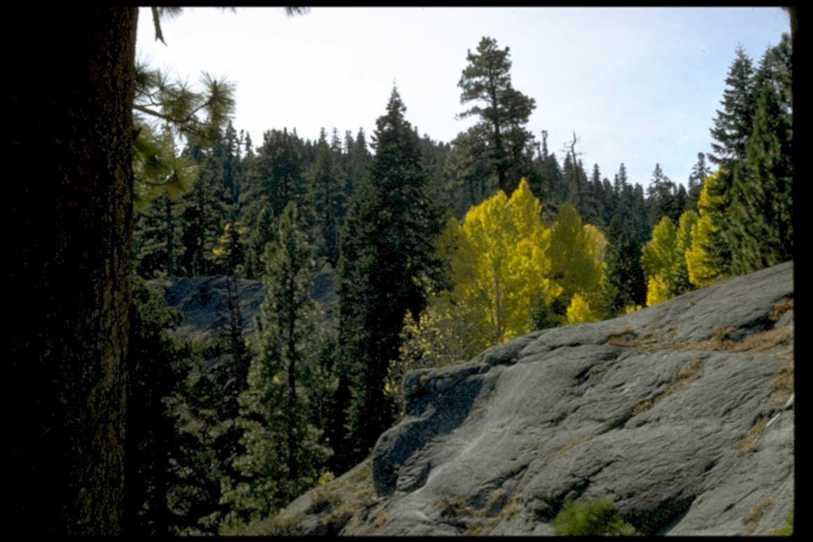 forest fall mountains1980s 1990s A4 Photo Print