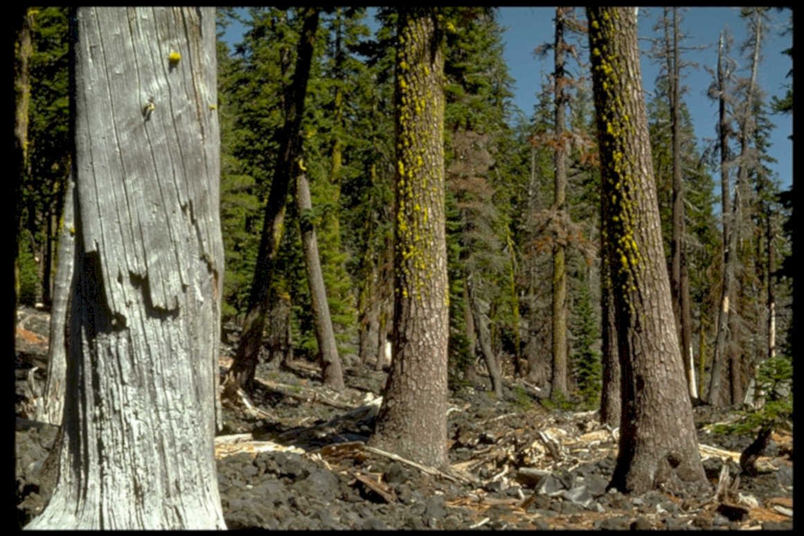 forest fire debris1980s 1990s A4 Photo Print
