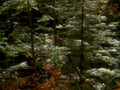forest motion trees1980s 1990s A4 Photo Print