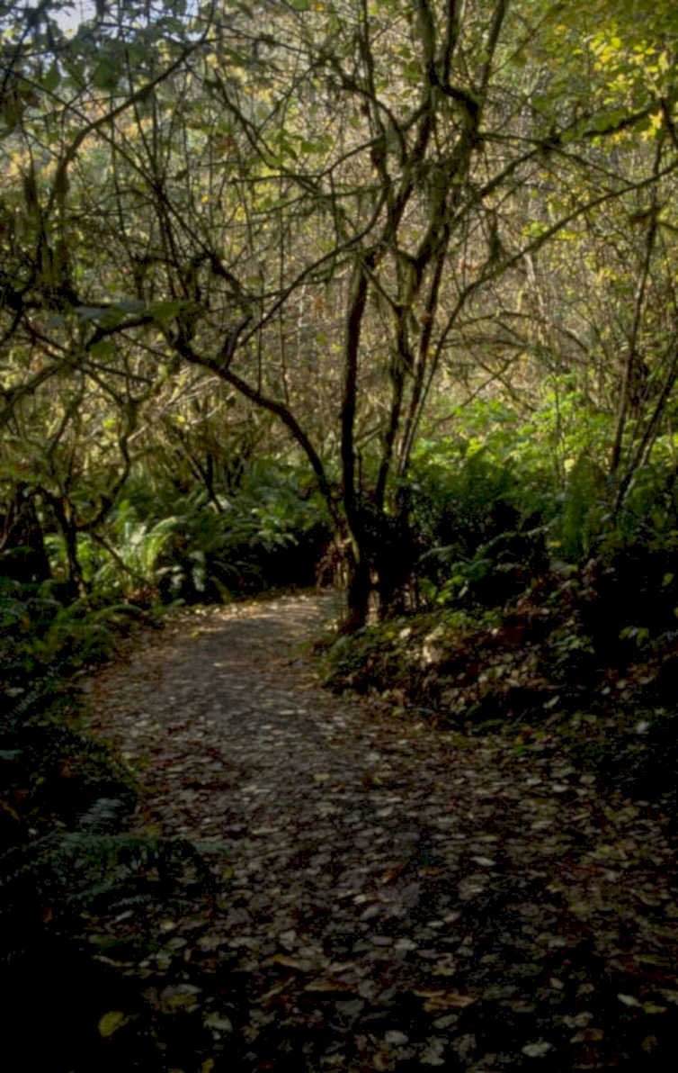 forest path autumn 1980s 1990s A4 Photo Print