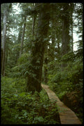 forest path cedar1980s 1990s A4 Photo Print