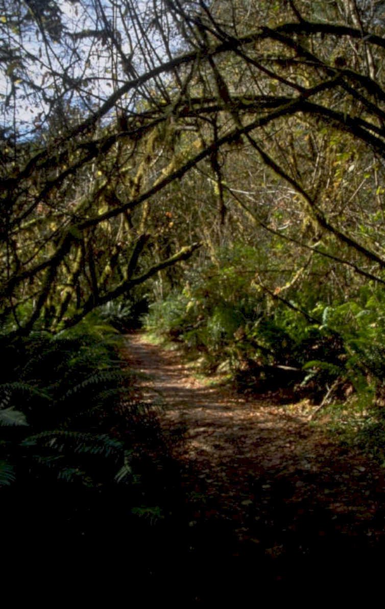 forest path winter 1980s 1990s A4 Photo Print