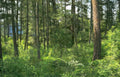 forest pine montana Vintage A4 Photo Print