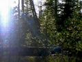 forest pine river1980s 1990s A4 Photo Print
