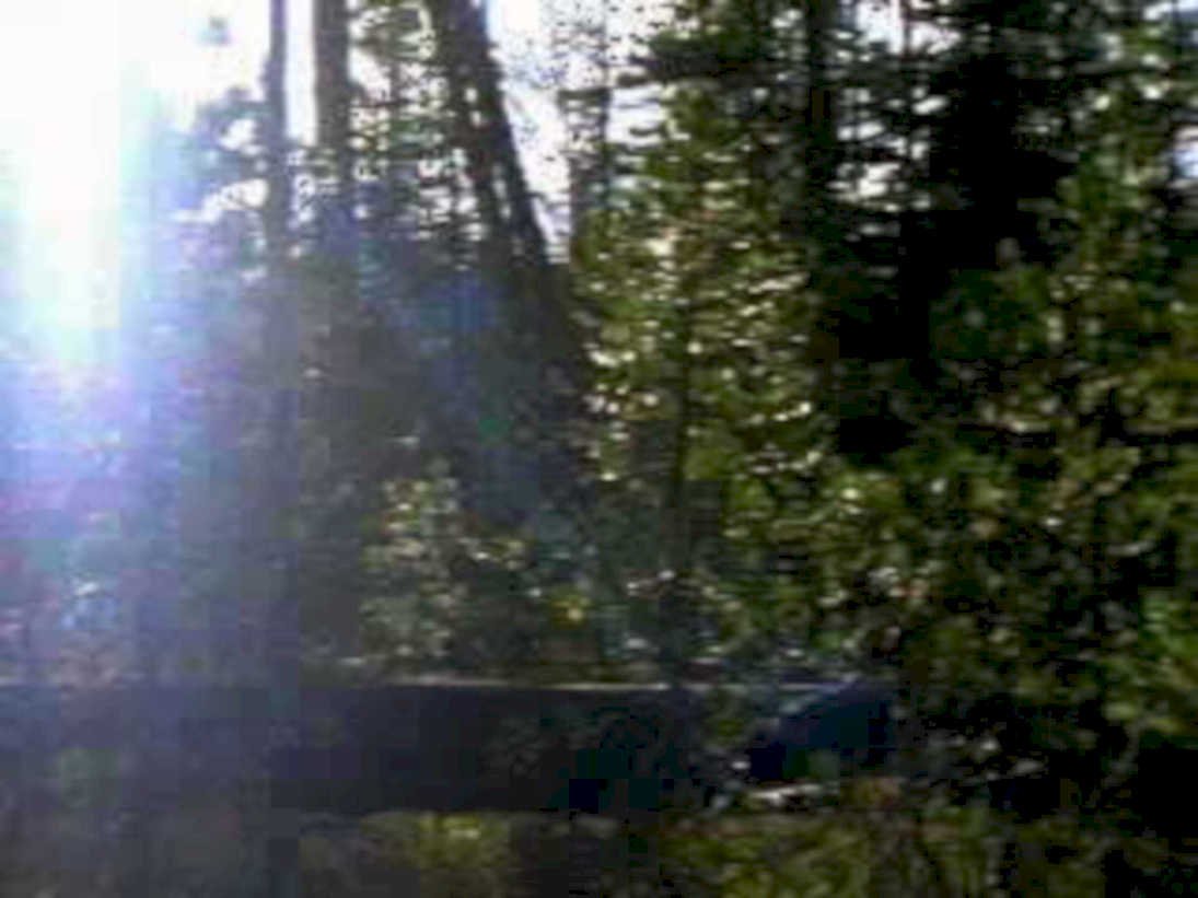 forest pine river1980s 1990s A4 Photo Print
