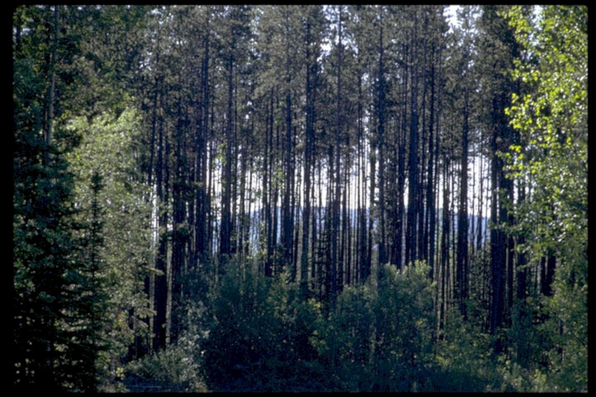 forest pine rocks1980s 1990s A4 Photo Print