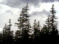 forest pine sky1980s 1990s A4 Photo Print 42