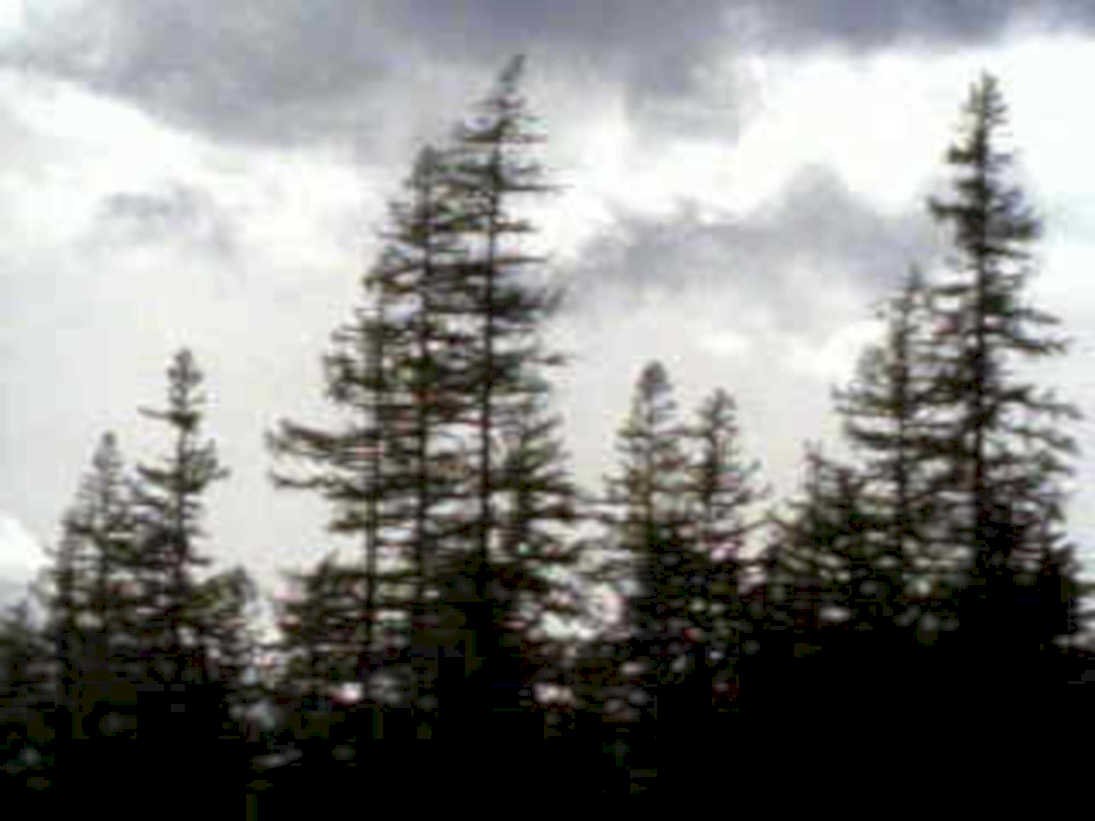forest pine sky1980s 1990s A4 Photo Print 42