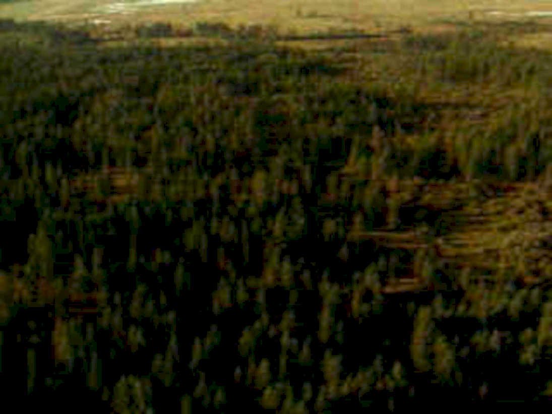 forest ridge autumn1980s 1990s A4 Photo Print