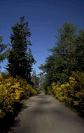 forest road scene 1980s 1990s A4 Photo Print