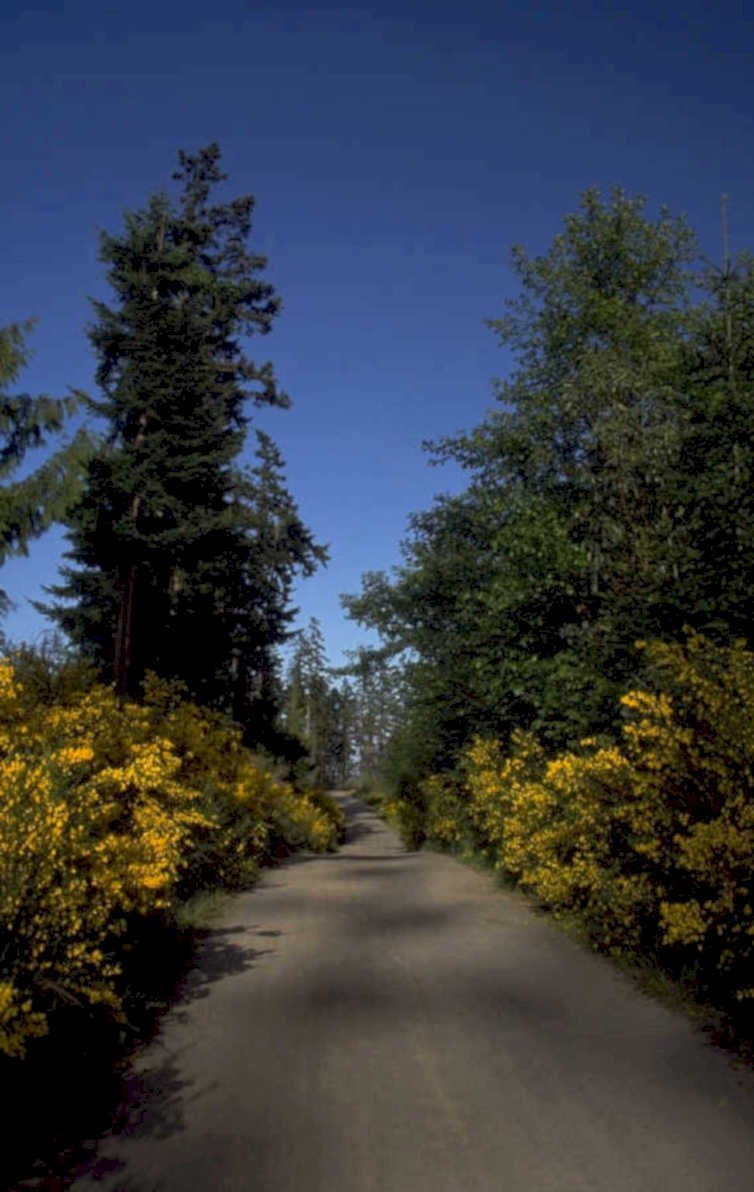 forest road scene 1980s 1990s A4 Photo Print