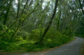 forest road wet 1980s 1990s A4 Photo Print