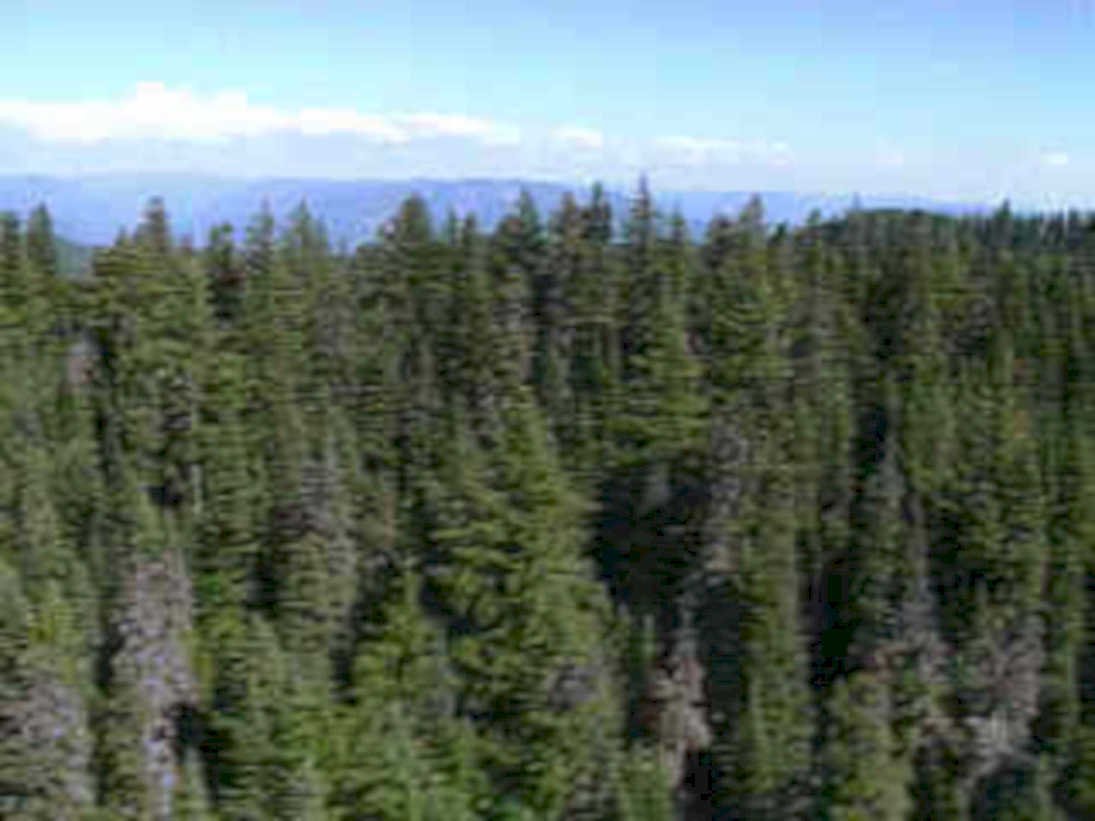 forest sky mountains1980s 1990s A4 Photo Print