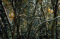 forest snow canopy1980s 1990s A4 Photo Print