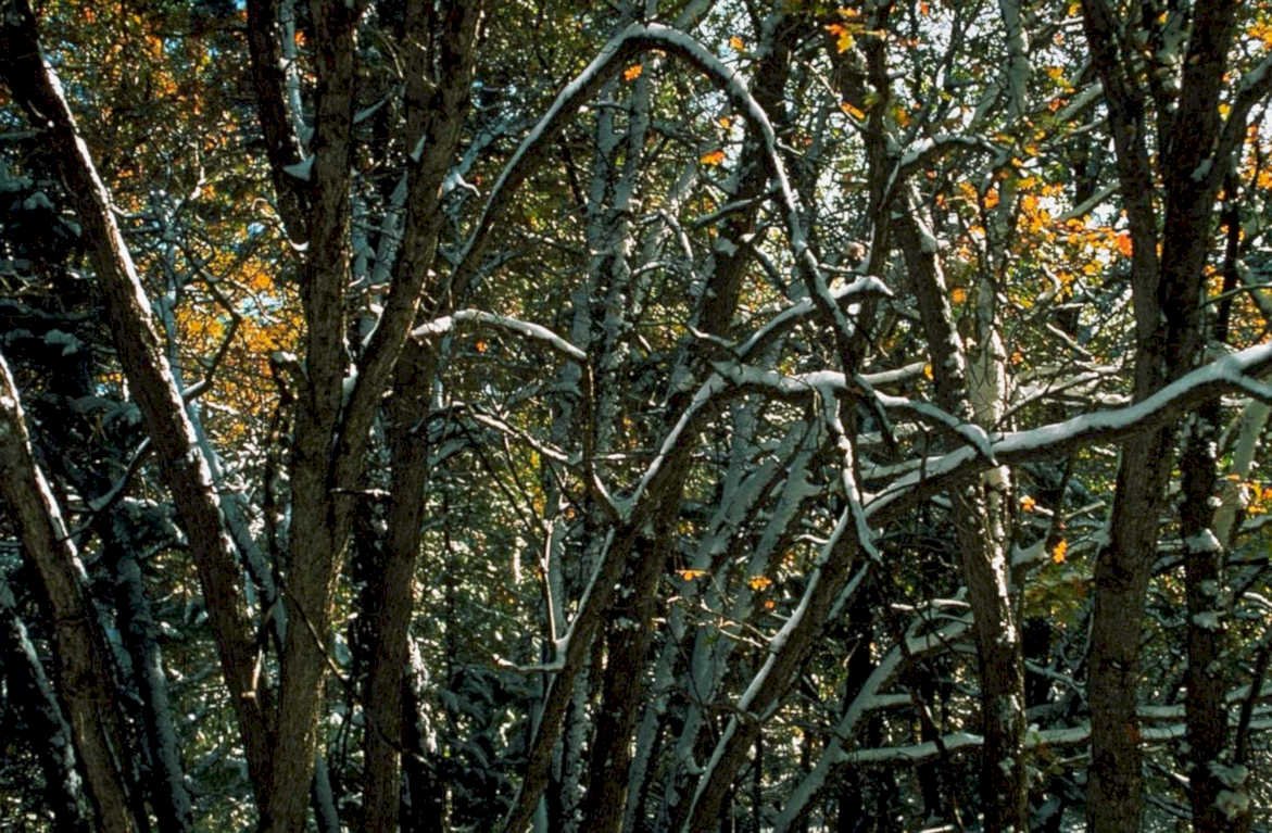 forest snow canopy1980s 1990s A4 Photo Print
