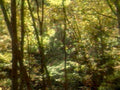 forest stream autumn1980s 1990s A4 Photo Print