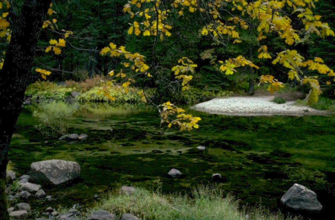 forest stream maples 1980s 1990s A4 Photo Print