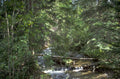 forest stream woods 1980s 1990s A4 Photo Print