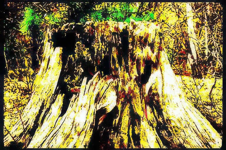 forest stump autumn Vintage A4 Photo Print