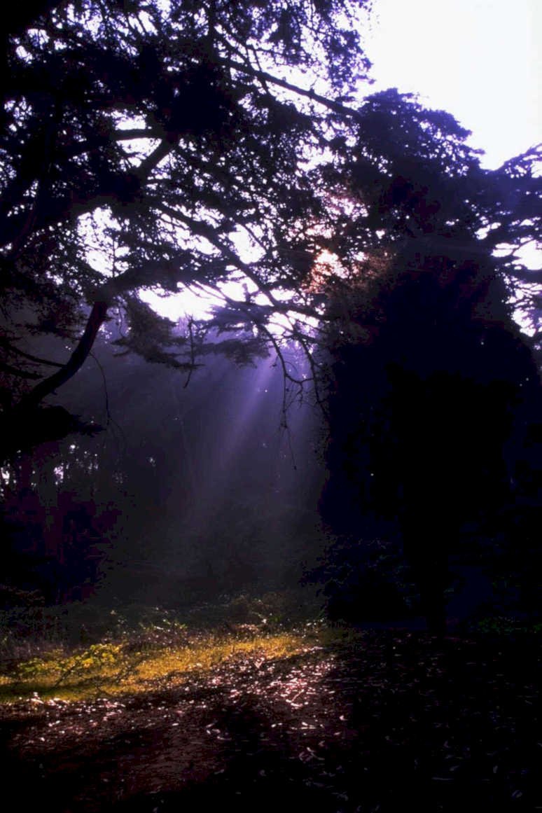 forest sunbeams purple1980s 1990s A4 Photo Print