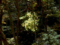 forest sunlight autumn1980s 1990s A4 Photo Print