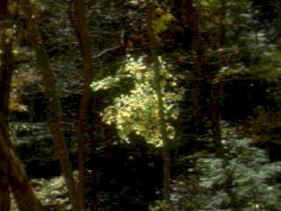 forest sunlight autumn1980s 1990s A4 Photo Print