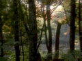 forest sunlight trees 11980s 1990s A4 Photo Print