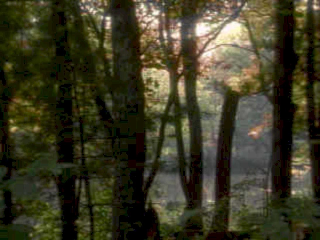 forest sunlight trees 11980s 1990s A4 Photo Print