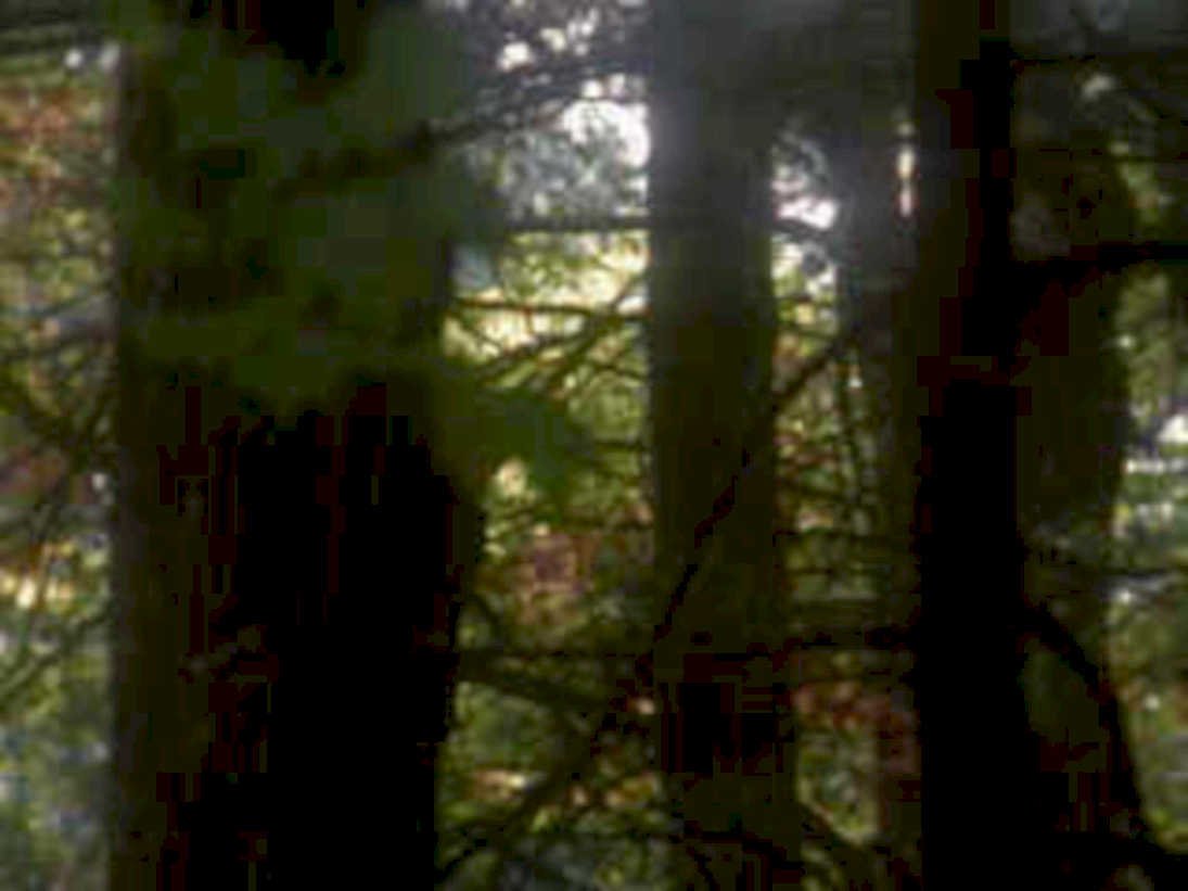 forest sunlight trees 21980s 1990s A4 Photo Print