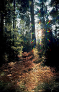 forest sunlight trees GIGA 2